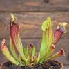 Sarracenia mitchelliana x catesbaei