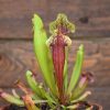 Sarracenia mitchelliana x catesbaei
