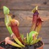 Sarracenia mitchelliana x catesbaei