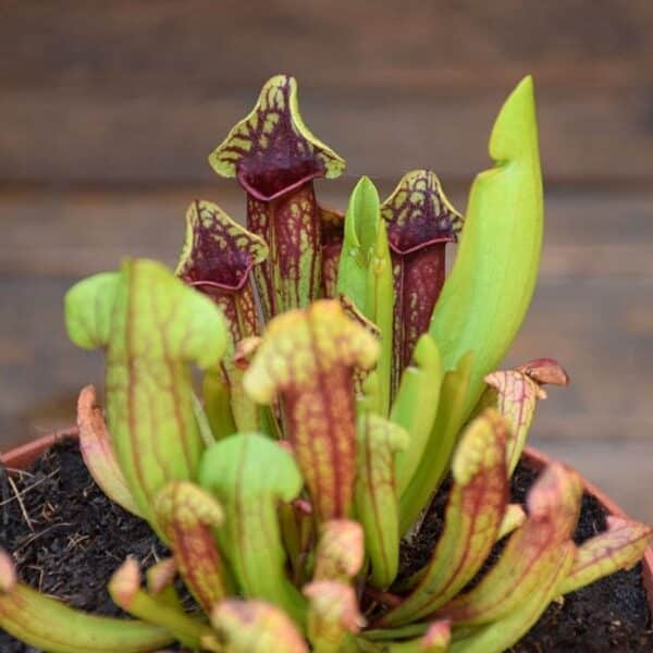Sarracenia mitchelliana x catesbaei