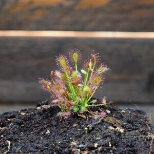 Drosera intermedia