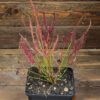 Drosera binata
