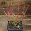 Drosera binata