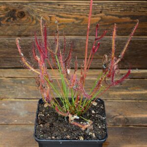 Drosera binata