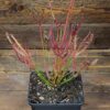 Drosera binata