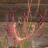 Drosera binata