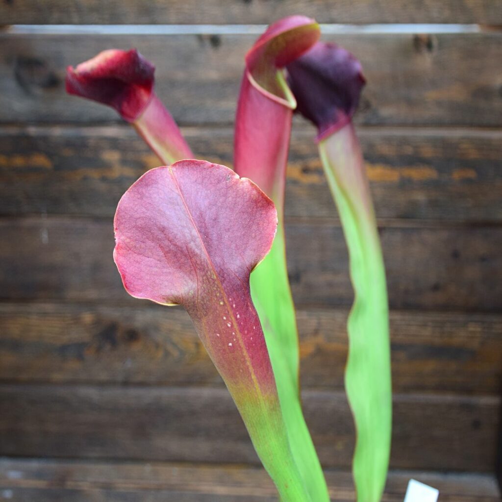 Sarracenia x willisii x minor var. okefenokeensis (H85b MK)