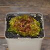 Sphaigne vivante (en pot)