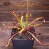 Drosera capensis 'WF' x aliciae