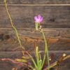Drosera capensis 'WF' x aliciae