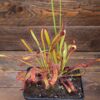Drosera capensis 'WF' x aliciae
