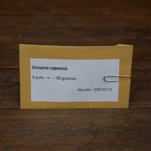 Graines Drosera capensis (90)