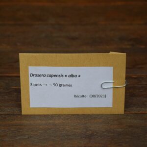 Graines Drosera capensis 'alba' (90)