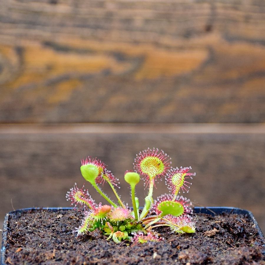 Drosera rotundifolia
