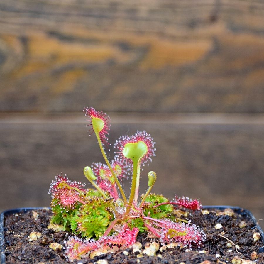 Drosera rotundifolia