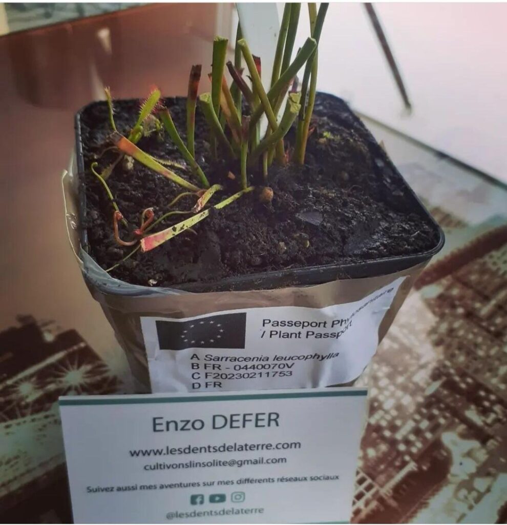 Image #1 de Roustel Coraline