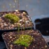 Utricularia bisquamata