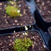Utricularia bisquamata