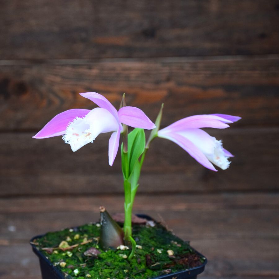 Substrat plantes carnivores orchidées : Tourbe Blonde + Perlite