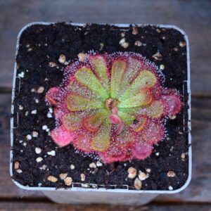 Drosera aliciae