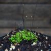 Utricularia bisquamata