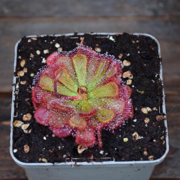 Drosera aliciae