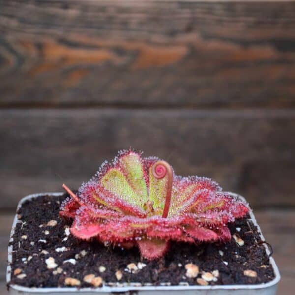 Drosera aliciae