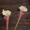 Sarracenia x moorei - MK H258 'Welsh Dragon'