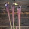 Sarracenia alata var nigropurpurea