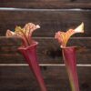 Sarracenia x moorei - MK H258 'Welsh Dragon'