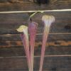 Sarracenia alata var nigropurpurea