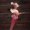 Sarracenia x moorei - MK H258 'Welsh Dragon'