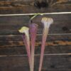 Sarracenia alata var nigropurpurea