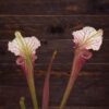 Sarracenia x moorei - MK H258 'Welsh Dragon'