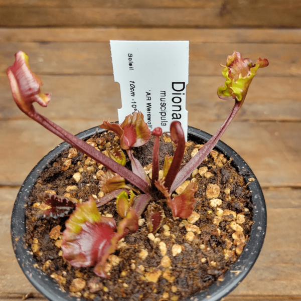 Dionaea muscipula AR Werewolf - 4