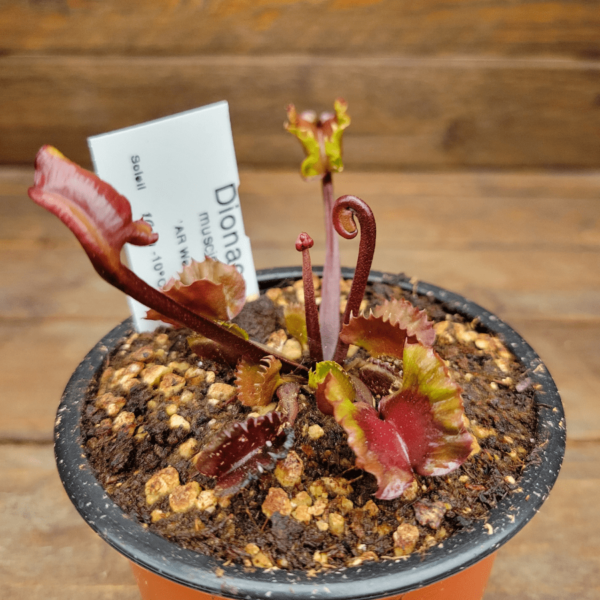 Dionaea muscipula AR Werewolf - 4