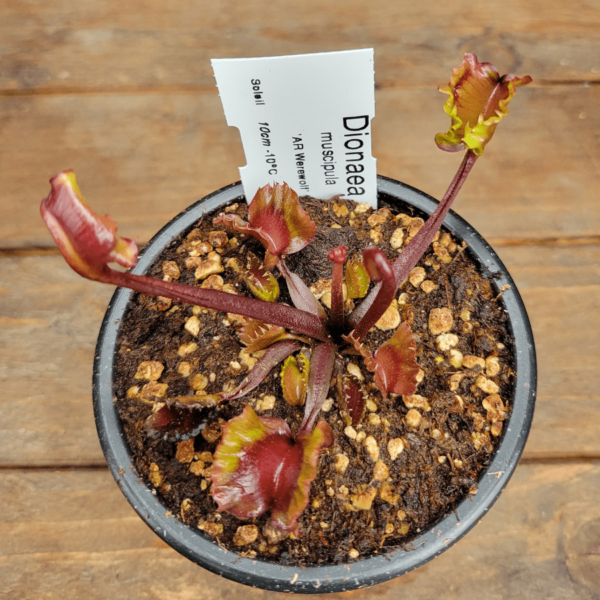 Dionaea muscipula AR Werewolf - 4