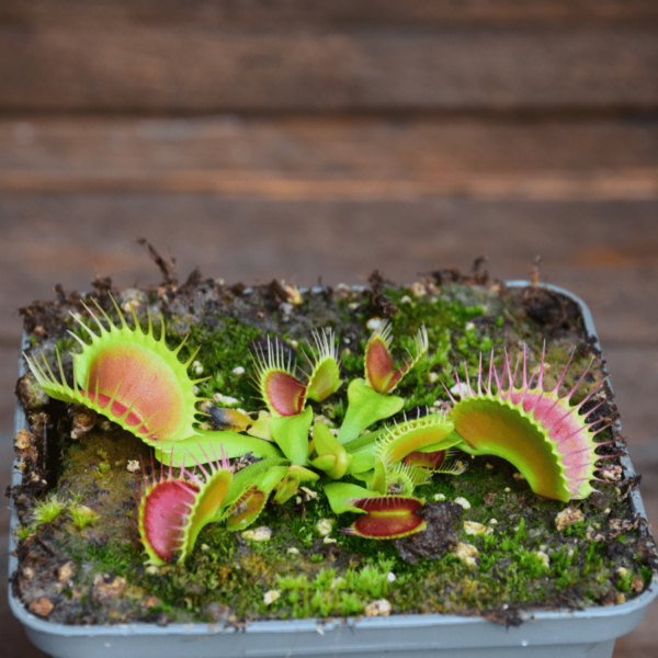 Dionaea muscipula - B52