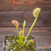 Dionaea muscipula "Spider"