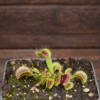 Dionaea muscipula