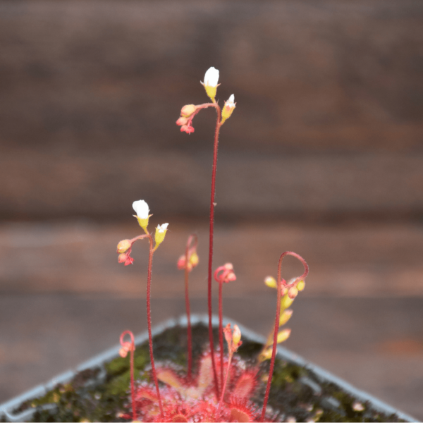 Drosera spatulata x ultramafica