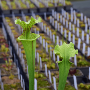 Sarracenia x Moorei - Marston Exotics 1987 clone (H24, MK)