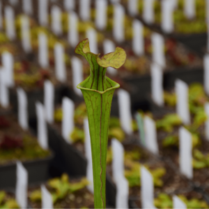 Sarracenia x Bordeaux 'red wine' x 'orange fire'