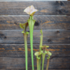 Sarracenia flava var. cuprea - Copper top, NC, Dave Richardson (F10 MK)