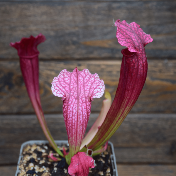 Sarracenia x mitchelliana