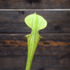 Sarracenia flava var. ornata (F37 MK)