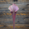 Sarracenia alata black tube (A28 MK) x flava var. rubricorpora (F75 MK) - OBH67