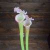 Sarracenia x Moorei x leucophylla