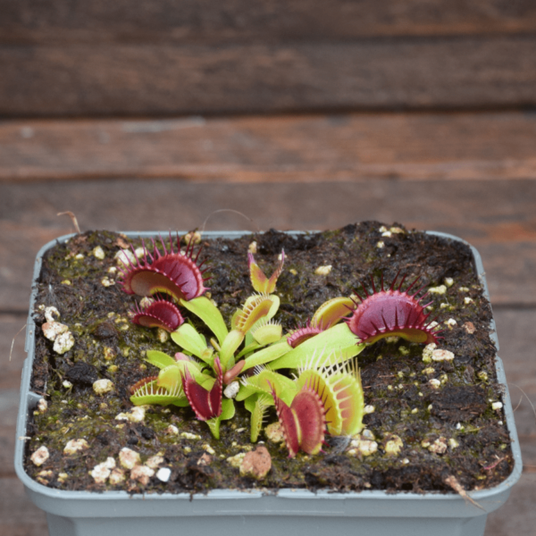 Dionaea muscipula "Diablo"