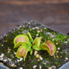 Dionaea muscipula "GJ Giant Cudo"